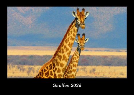 Tobias Becker: Giraffen 2026 Fotokalender DIN A3, Kalender