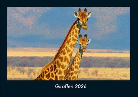 Tobias Becker: Giraffen 2026 Fotokalender DIN A4, Kalender