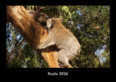 Tobias Becker: Koala 2026 Fotokalender DIN A3, Kalender