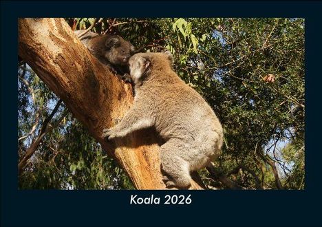 Tobias Becker: Koala 2026 Fotokalender DIN A5, Kalender