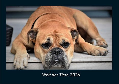Tobias Becker: Welt der Tiere 2026 Fotokalender DIN A4, Kalender