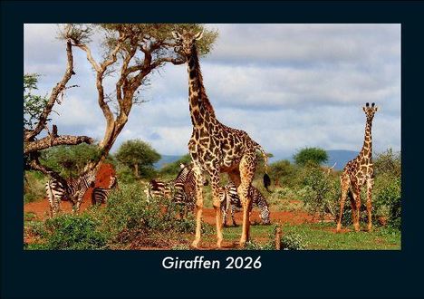 Tobias Becker: Giraffen 2026 Fotokalender DIN A5, Kalender