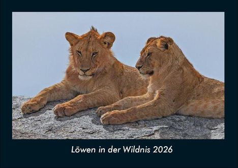 Tobias Becker: Löwen in der Wildnis 2026 Fotokalender DIN A4, Kalender