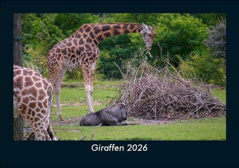 Tobias Becker: Giraffen 2026 Fotokalender DIN A5, Kalender