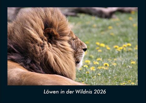 Tobias Becker: Löwen in der Wildnis 2026 Fotokalender DIN A4, Kalender