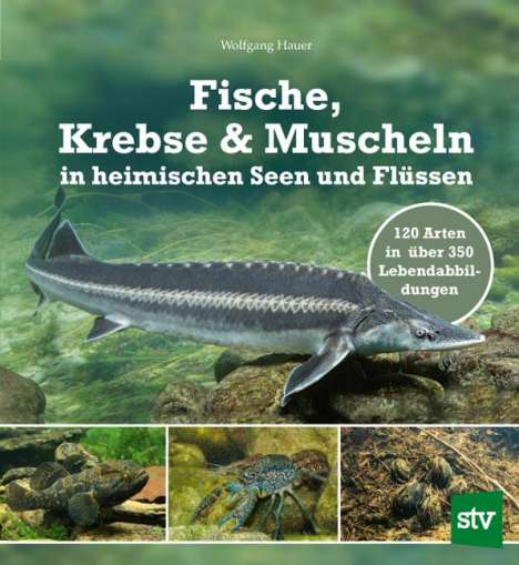 Wolfgang Hauer: Fische, Krebse &amp; Muscheln in heimischen Seen und Flüssen, Buch