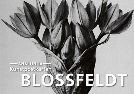 Karl Blossfeldt: Postkarten-Set Blossfeldt, Buch