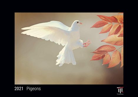 Pigeons 2021 - Black Edition - Timocrates wall calendar with UK holidays / picture calendar / photo calendar - DIN A4 (30 x 21 cm), Kalender