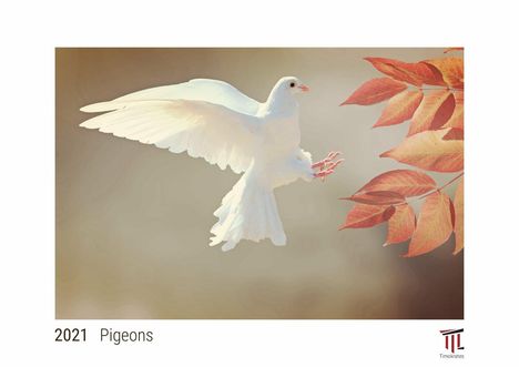 Pigeons 2021 - White Edition - Timocrates wall calendar with UK holidays / picture calendar / photo calendar - DIN A4 (30 x 21 cm), Kalender