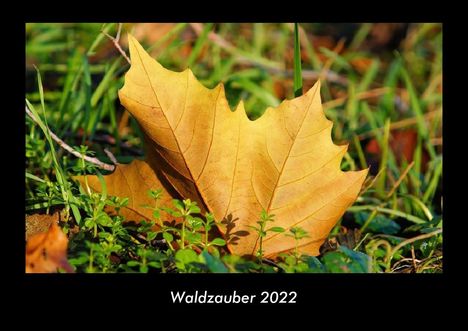 Tobias Becker: Waldzauber 2022 Fotokalender DIN A3, Kalender