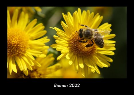 Tobias Becker: Bienen 2022 Fotokalender DIN A3, Kalender