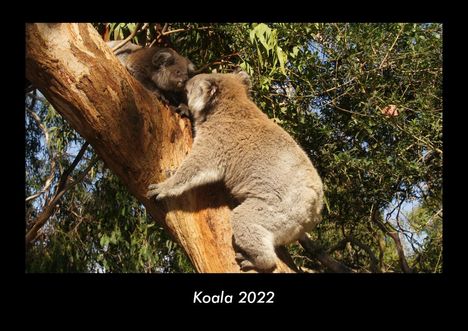 Tobias Becker: Koala 2022 Fotokalender DIN A3, Kalender