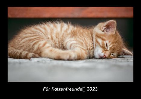 Tobias Becker: Für Katzenfreunde 2023 Fotokalender DIN A3, Kalender