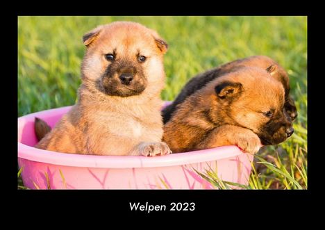 Tobias Becker: Welpen 2023 Fotokalender DIN A3, Kalender