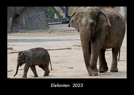 Tobias Becker: Elefanten 2023 Fotokalender DIN A3, Kalender
