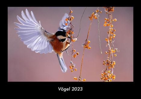 Tobias Becker: Vögel 2023 Fotokalender DIN A3, Kalender