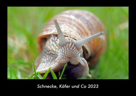 Tobias Becker: Schnecke, Käfer und Co 2023 Fotokalender DIN A3, Kalender