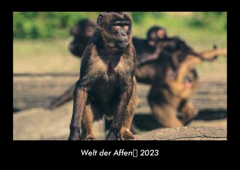 Tobias Becker: Welt der Affen 2023 Fotokalender DIN A3, Kalender