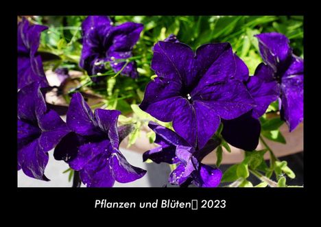 Tobias Becker: Pflanzen und Blüten 2023 Fotokalender DIN A3, Kalender