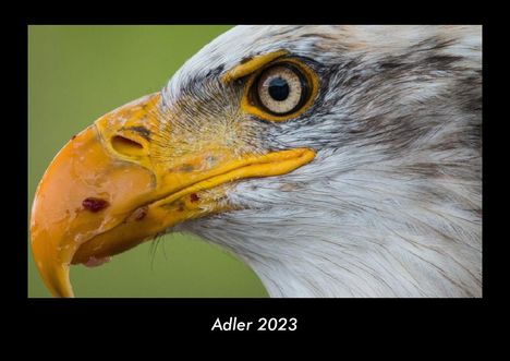 Tobias Becker: Adler 2023 Fotokalender DIN A3, Kalender