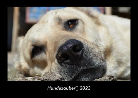 Tobias Becker: Hundezauber 2023 Fotokalender DIN A3, Kalender