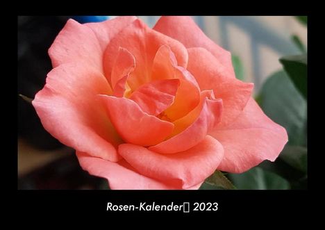 Tobias Becker: Rosen-Kalender 2023 Fotokalender DIN A3, Kalender