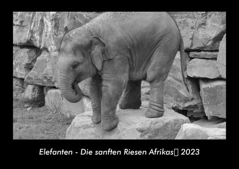 Tobias Becker: Elefanten - Die sanften Riesen Afrikas 2023 Fotokalender DIN A3, Kalender