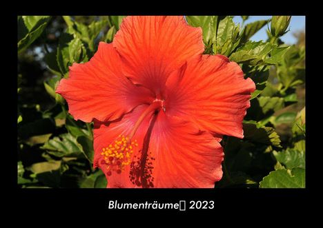 Tobias Becker: Blumenträume 2023 Fotokalender DIN A3, Kalender