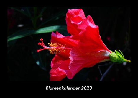 Tobias Becker: Blumenkalender 2023 Fotokalender DIN A3, Kalender