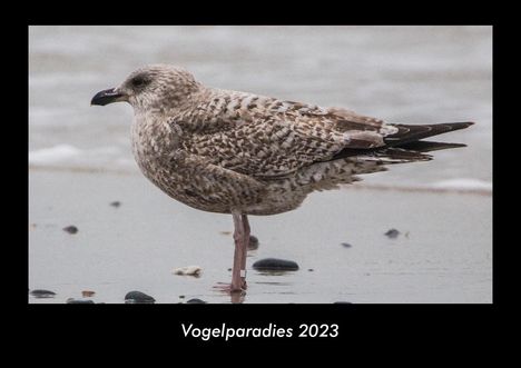 Tobias Becker: Vogelparadies 2023 Fotokalender DIN A3, Kalender