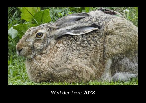 Tobias Becker: Welt der Tiere 2023 Fotokalender DIN A3, Kalender