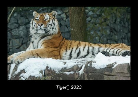 Tobias Becker: Tiger 2023 Fotokalender DIN A3, Kalender
