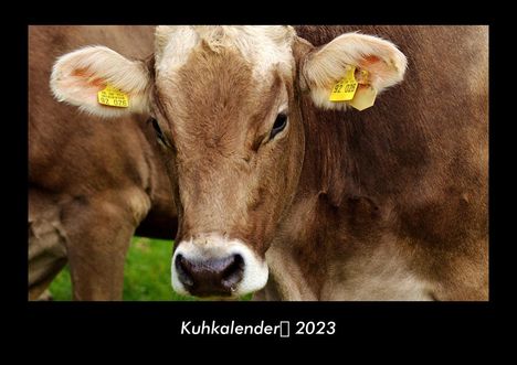 Tobias Becker: Kuhkalender 2023 Fotokalender DIN A3, Kalender