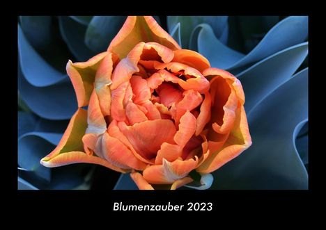 Tobias Becker: Blumenzauber 2023 Fotokalender DIN A3, Kalender