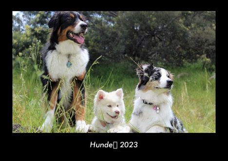 Tobias Becker: Hunde 2023 Fotokalender DIN A3, Kalender