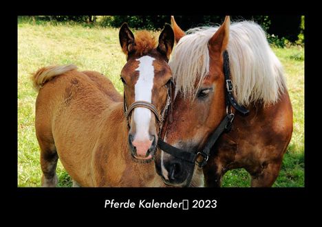 Tobias Becker: Pferde Kalender 2023 Fotokalender DIN A3, Kalender