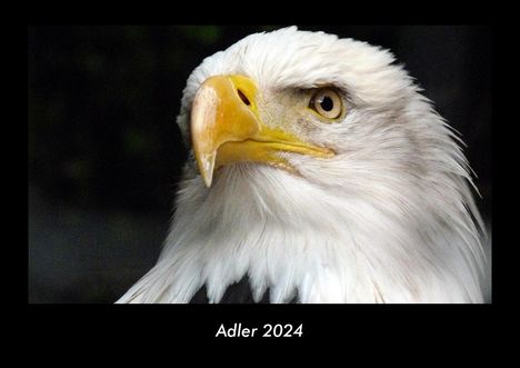 Tobias Becker: Adler 2024 Fotokalender DIN A3, Kalender