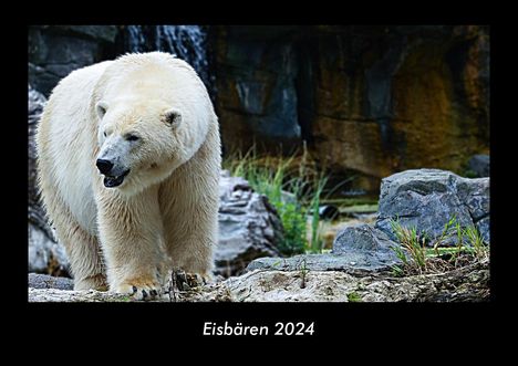 Tobias Becker: Eisbären 2024 Fotokalender DIN A3, Kalender