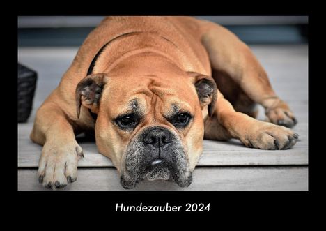 Tobias Becker: Hundezauber 2024 Fotokalender DIN A3, Kalender