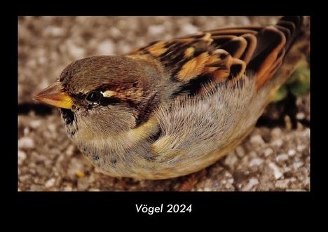 Tobias Becker: Vögel 2024 Fotokalender DIN A3, Kalender