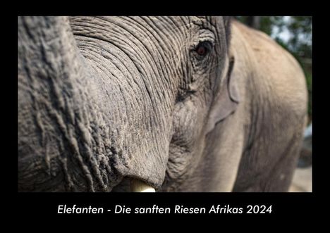 Tobias Becker: Elefanten - Die sanften Riesen Afrikas 2024 Fotokalender DIN A3, Kalender