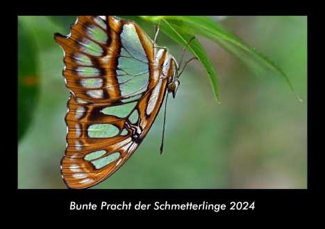 Tobias Becker: Bunte Pracht der Schmetterlinge 2024 Fotokalender DIN A3, Kalender