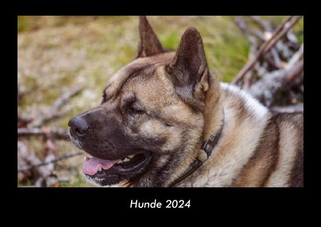 Tobias Becker: Hunde 2024 Fotokalender DIN A3, Kalender