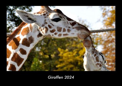 Tobias Becker: Giraffen 2024 Fotokalender DIN A3, Kalender