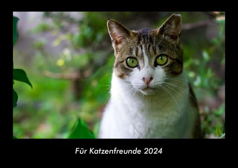 Tobias Becker: Für Katzenfreunde 2024 Fotokalender DIN A3, Kalender