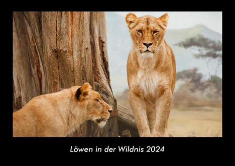 Tobias Becker: Löwen in der Wildnis 2024 Fotokalender DIN A3, Kalender