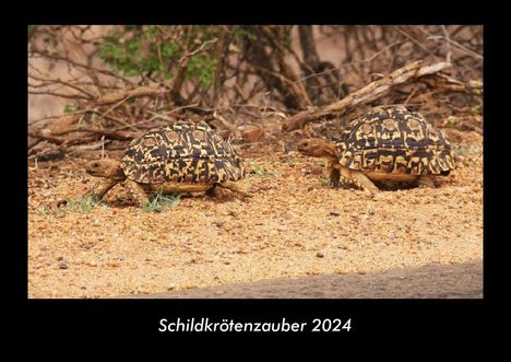 Tobias Becker: Schildkrötenzauber 2024 Fotokalender DIN A3, Kalender