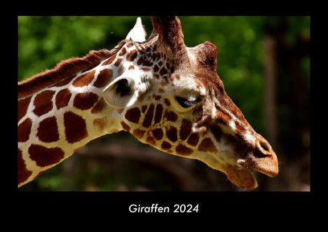 Tobias Becker: Giraffen 2024 Fotokalender DIN A3, Kalender