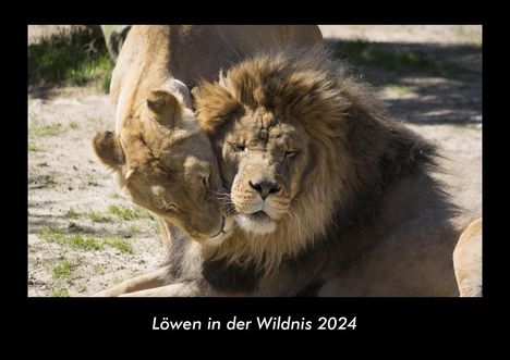 Tobias Becker: Löwen in der Wildnis 2024 Fotokalender DIN A3, Kalender