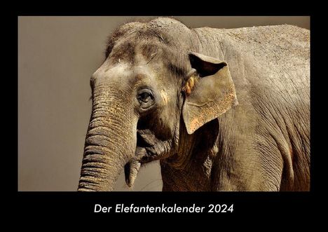 Tobias Becker: Der Elefantenkalender 2024 Fotokalender DIN A3, Kalender